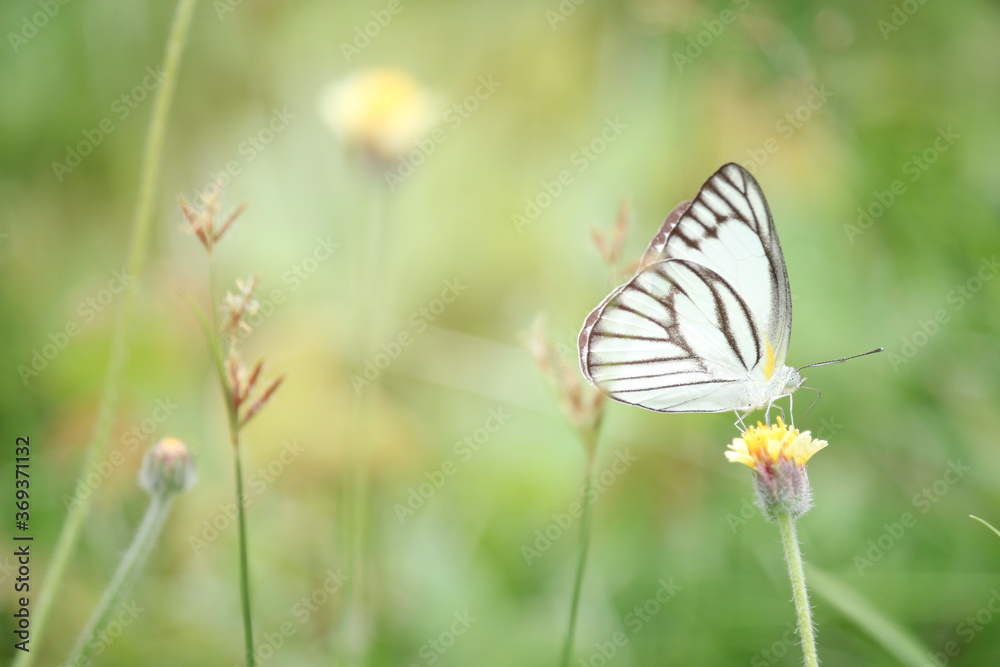 Butterfly on wildflower in summer field, beautiful insect on green nature blurred background, wildlife in spring garden, Ecology natural landscape