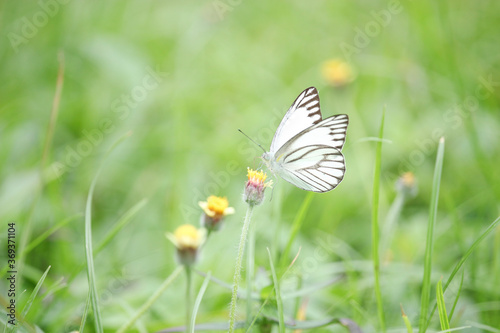 Butterfly on wildflower in summer field, beautiful insect on green nature blurred background, wildlife in spring garden, Ecology natural landscape © Stella