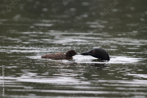 A Common Loon dives to get food to feed her chick