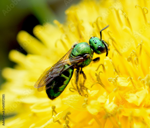 Green Bee on Yellow Dandelion, Close Up