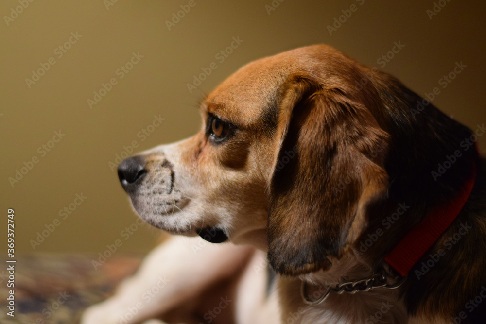 Beagle Dog Face, Profile, Nose with Scar