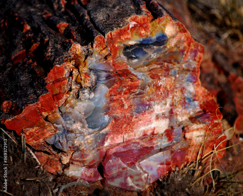 Petrified Rock, Cross-Section, National Forest, Close Up Petrified Rock, Cross-Section, National Forest, Close Up