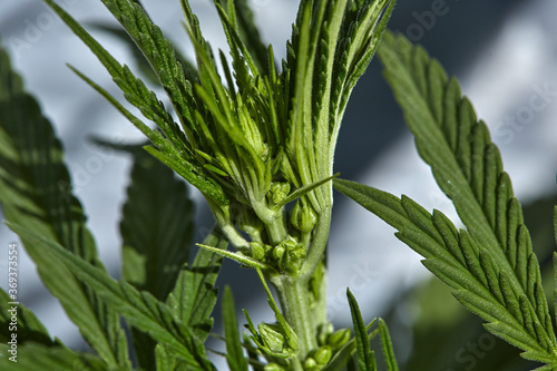 Close up of natural light growing medical and recreational indica strain maturing hermaphrodite marijuana bud and balls  on live plant