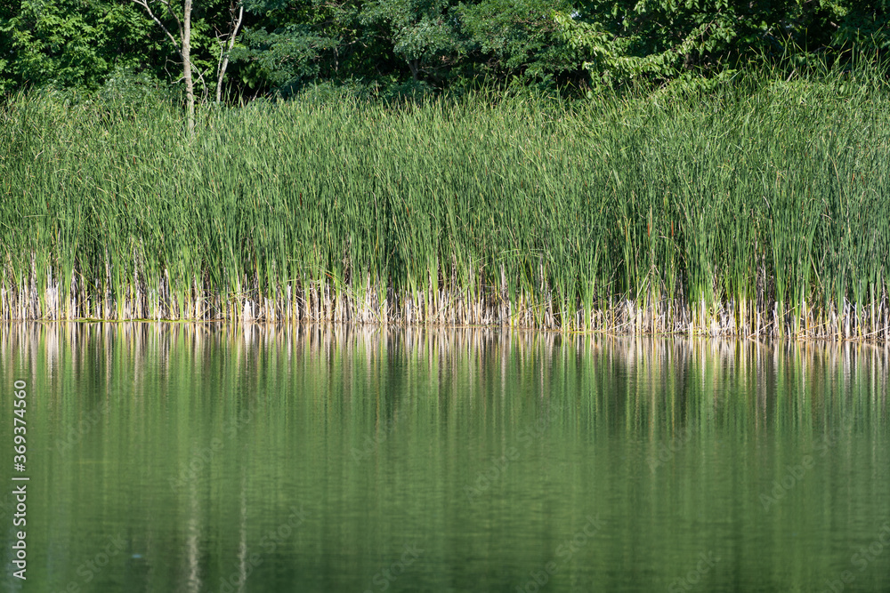 Obraz premium Pond shoreline