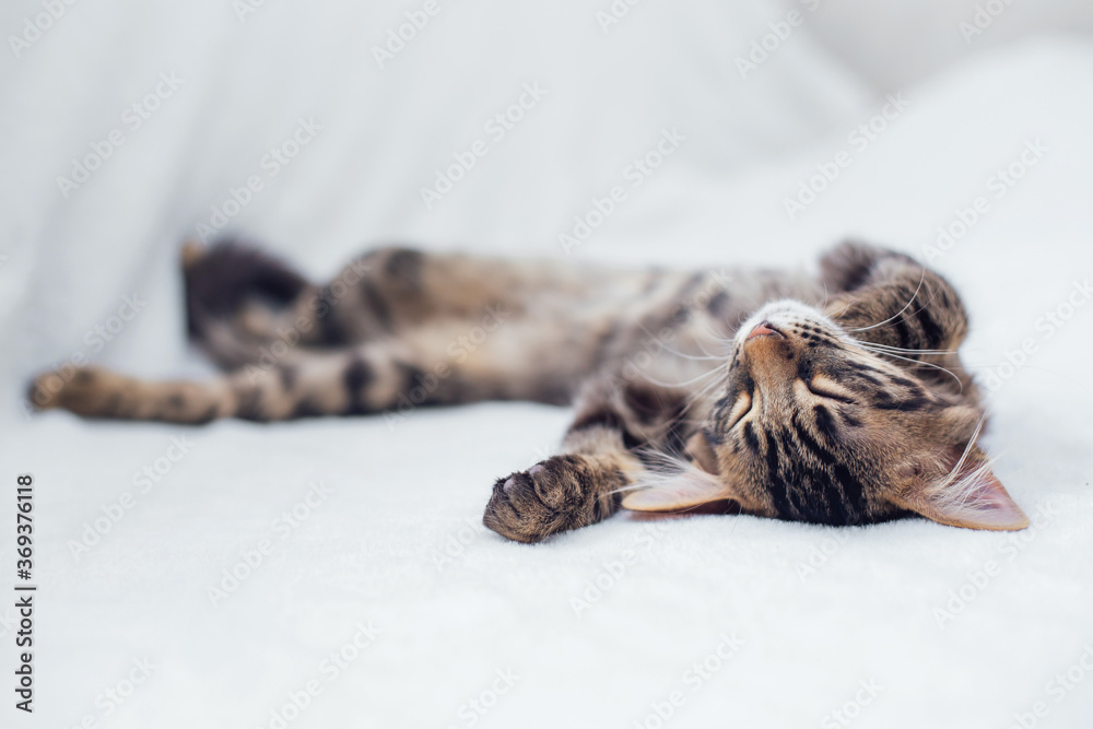 Little charcoal bengal kitty laying on the white background. Little charcoal bengal kitty laying on the white background.