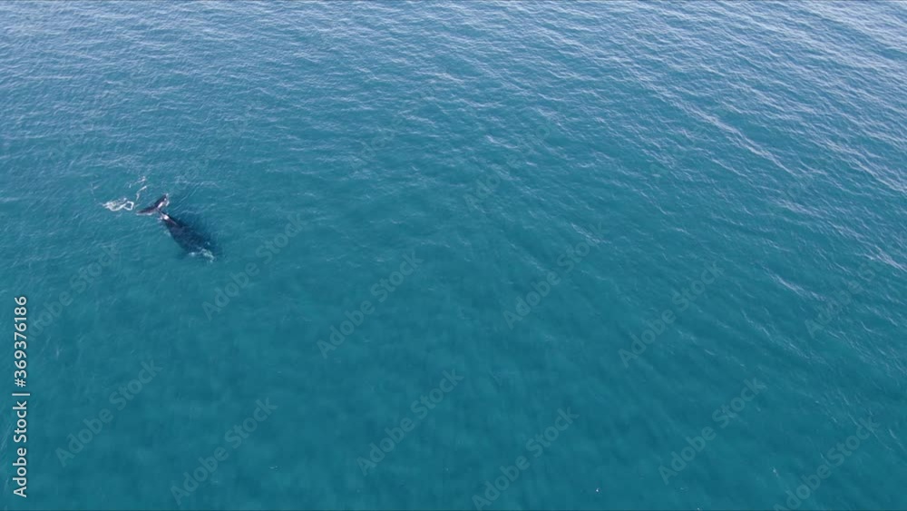 Extreme Wide Aerial shot of Whale in the inmensity of the Ocean Extreme Wide Aerial shot of Whale in the inmensity of the Ocean