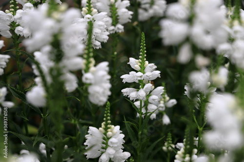 白いハナトラノオの花