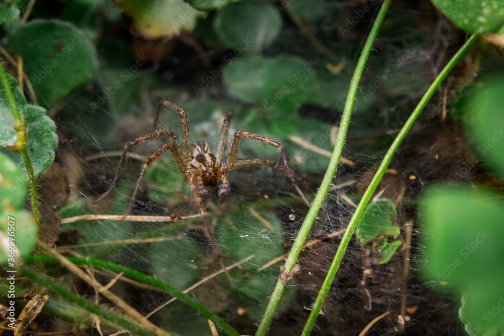 New York Funnel Web Spider On The Hunt