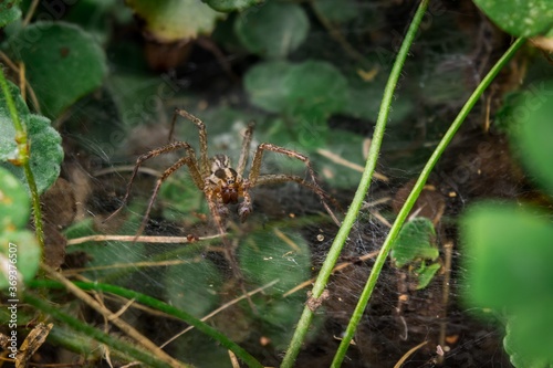 New York Funnel Web Spider On The Hunt © Jake Barnes
