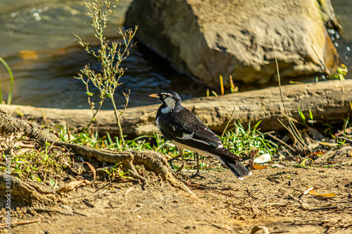  Magpie Lark By River photo