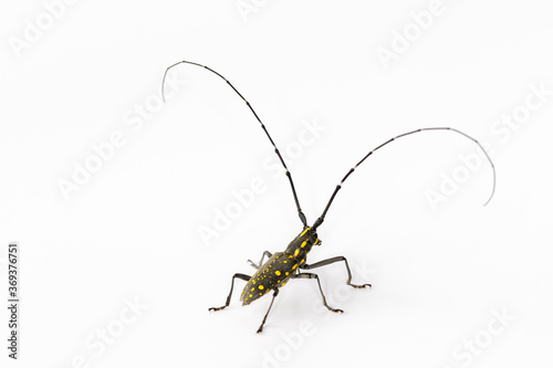 long-horned beetle isolated © chungking