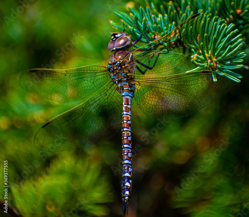 Blue-eyed Darner Dragonfly photo