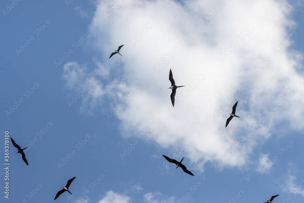 Pássaros sobrevoando o céu azul. Nuvens e vegetação. 