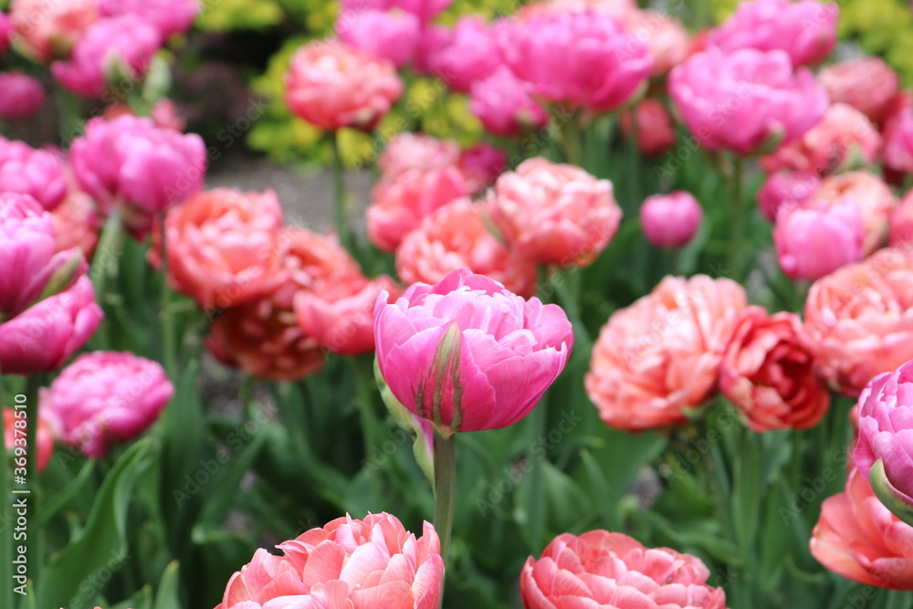 Pink Peonies Single Flower in Focus 