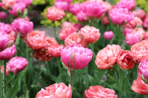 Pink Peonies Single Flower in Focus  © Daniella