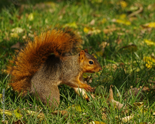 Squirrel © Jana