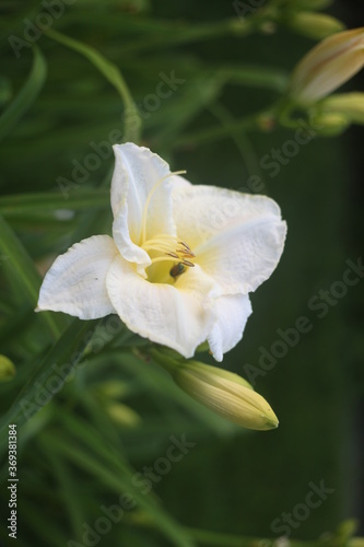 yellow and white flower