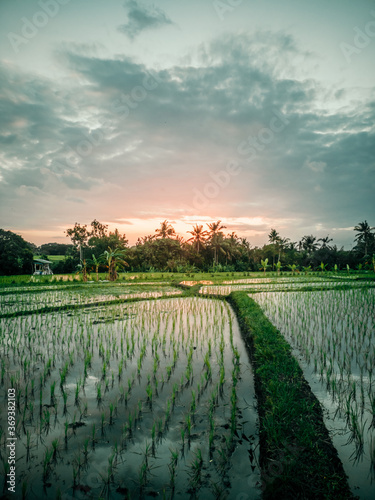 Fototapeta Naklejka Na Ścianę i Meble -  Beautiful sunset with dramatic sky, overlooking green rice terraces in Bali Indonesia,