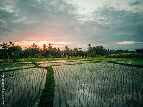 Beautiful sunset with dramatic sky, overlooking green rice terraces in Bali Indonesia,