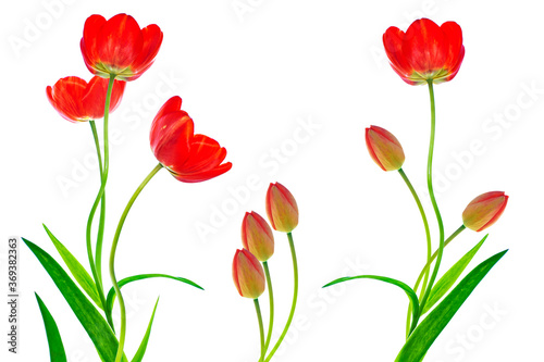 spring colorful flowers tulips