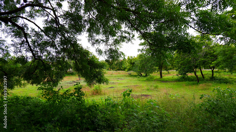 beautiful green landscape view in field beautiful green landscape view in field