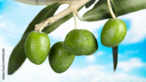 Wallpaper Mural Olive. Torontodigital.ca