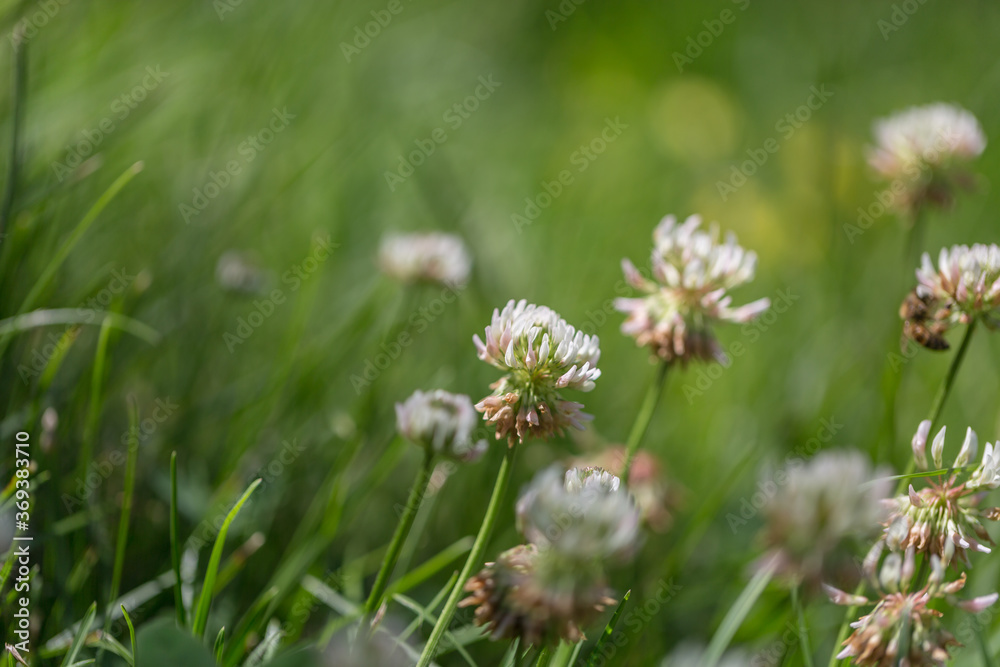Green clover clover flowers，Trifolium repens L.