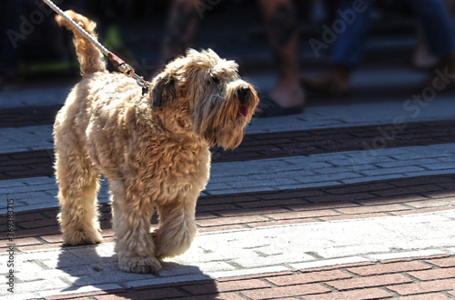Soft Coated Wheaten Terrier dog being walked on the street photo