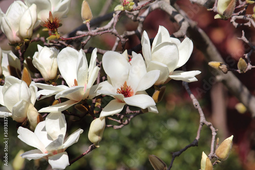 Close up of white magnolias on a  Lilytree. Magnolia denudata photo