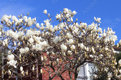 White magnolias on a Lilytree in a garden. Magnolia denudata photo