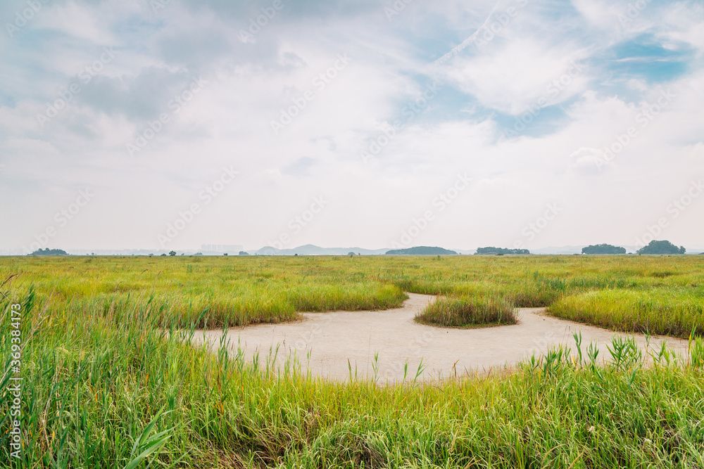 Green reed field at Hwaseong Fossilized Dinosaur Egg Site in Hwaseong, Korea