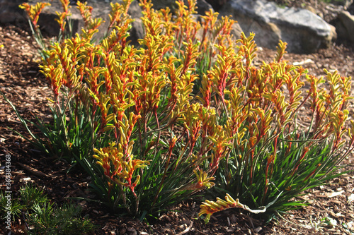 Yellow Kangaroo Paw flowers on a plant. Anigozanthos flavidus photo