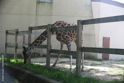 Photography giraffe on a fence, EATING, SUMMER DAY