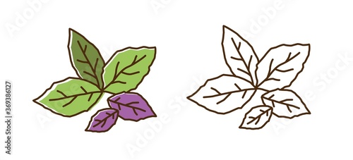 Set of color and monochrome basil leaves vector flat illustration. Purple and...