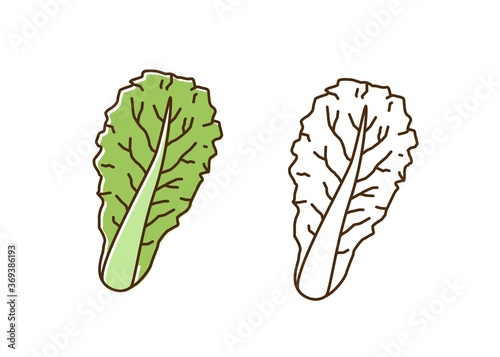 Organic romaine lettuce monochrome and colorful set vector flat illustration....
