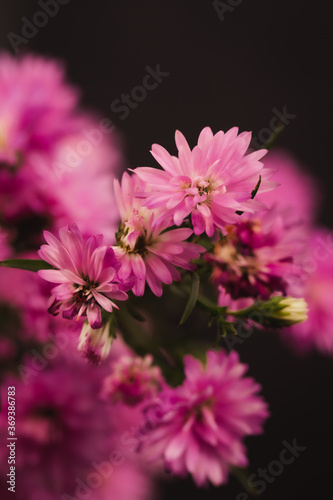small pink chrysanthemum flower black background