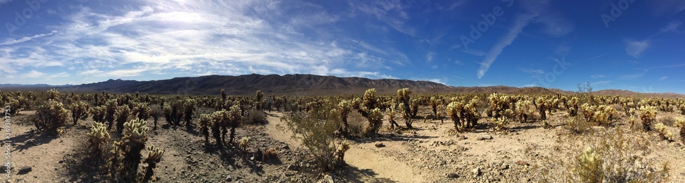 Joshua Tree National Park