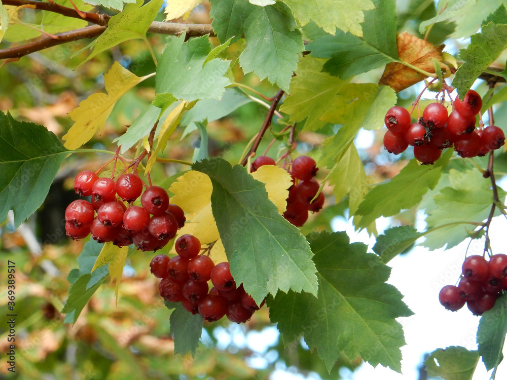 autumn hawthorn branch with red berries and yellow green leaves on a blury background autumn hawthorn branch with red berries and yellow green leaves on a blury background