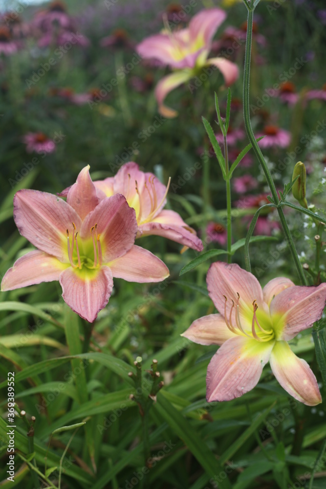 pink lily in the garden pink lily in the garden