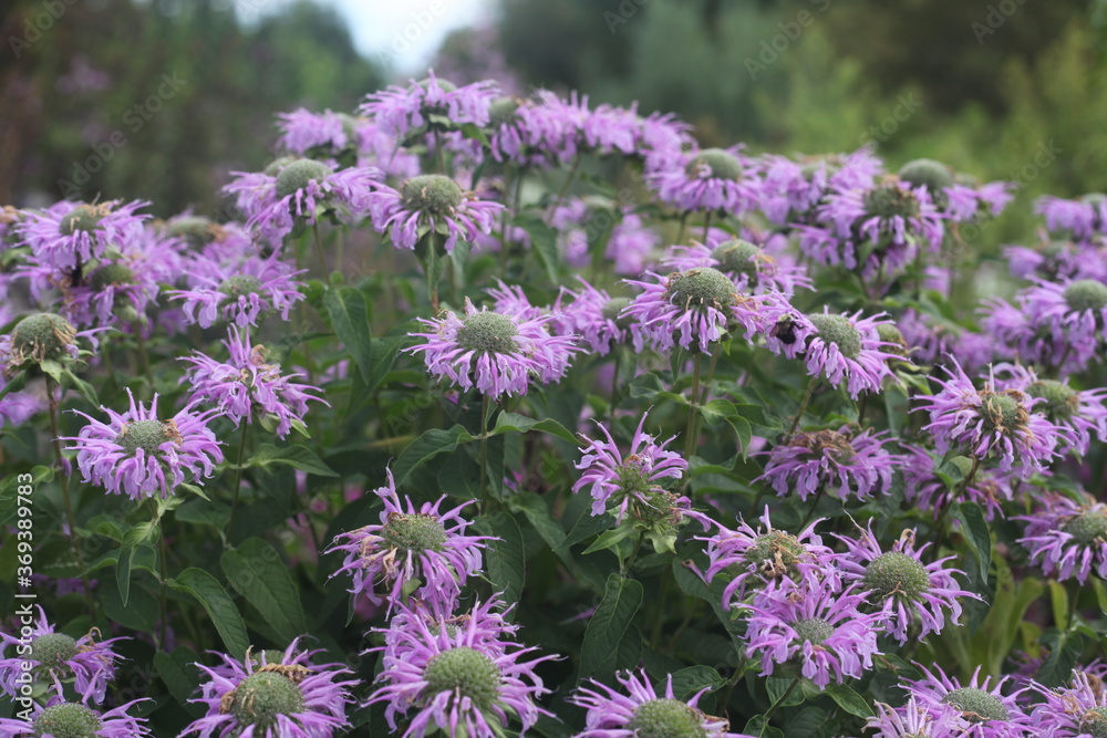 Obraz premium purple flowers in the garden