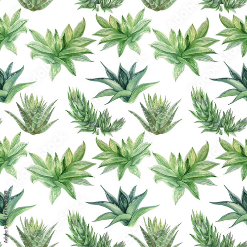 Seamless pattern watercolor hand-drawn green succulent haworthia, aloe vera home plant on white. Art creative nature background for card, sticker, wallpaper, textile or wrapping