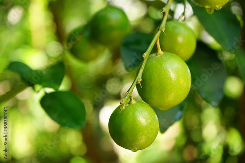 Fresh green lemons from the tree
