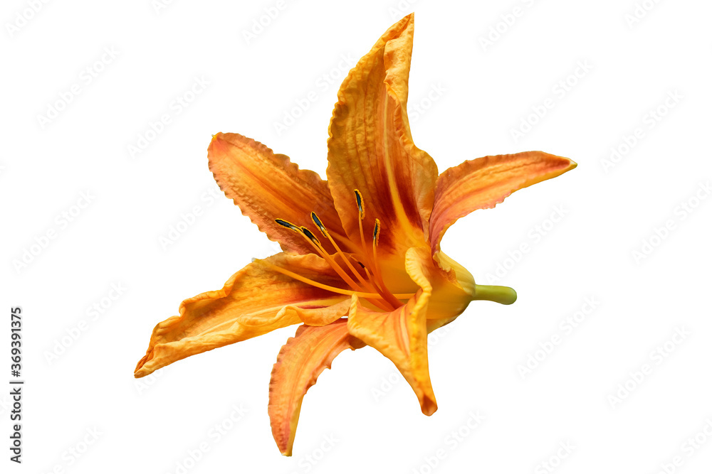 Fototapeta premium photo orange Lily on a white background
