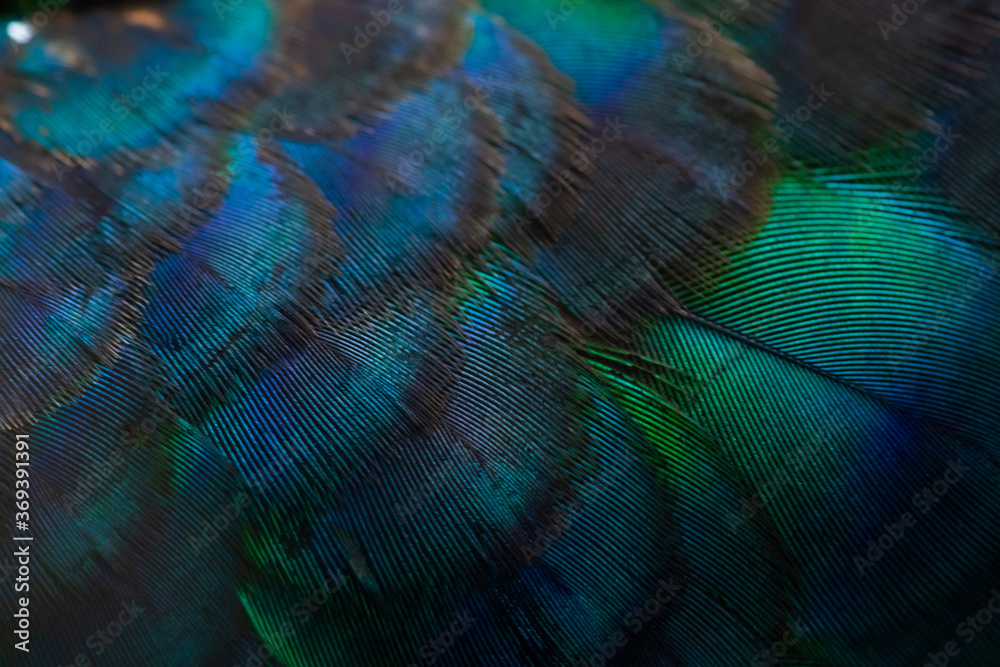 Obraz premium Close-up of the peacock feathers, colorful details and beautiful peacock feathers.Macro photograph.