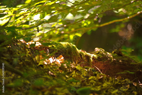 Sommer im Wald Lichtspiele im Wald Buchen und Eichen 