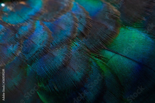 Fototapeta Naklejka Na Ścianę i Meble -  Close-up of the  peacock feathers, colorful details and beautiful peacock feathers.Macro photograph.