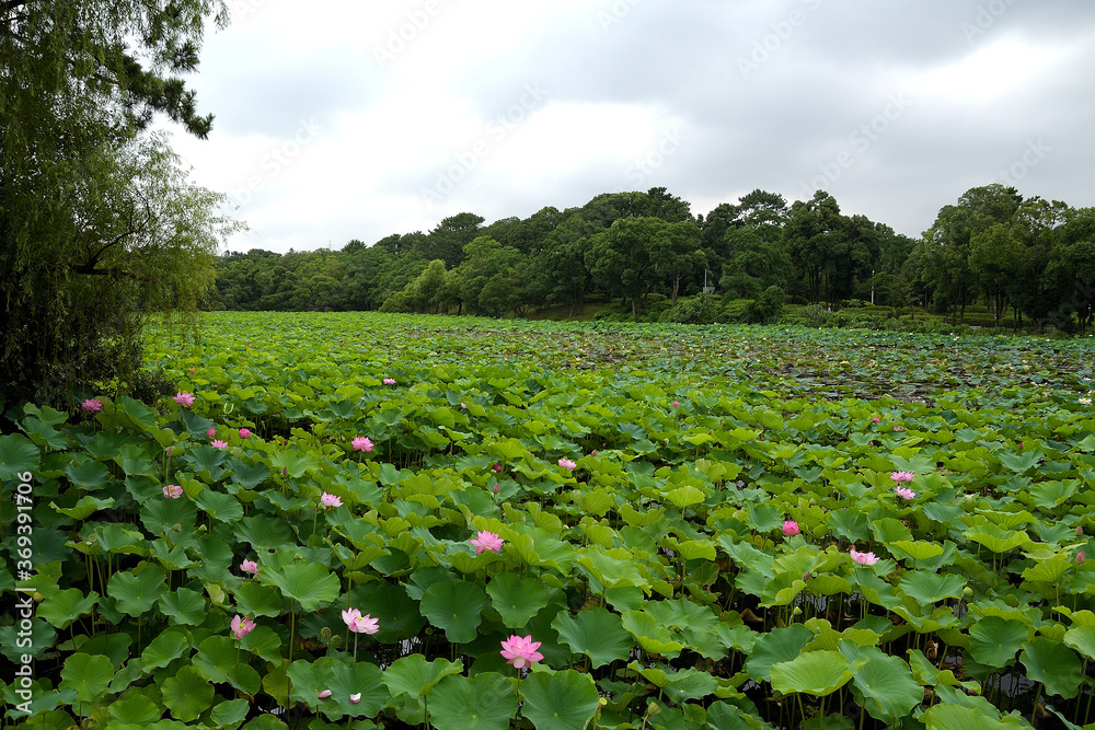 花が咲き始めた広大な蓮池の風景