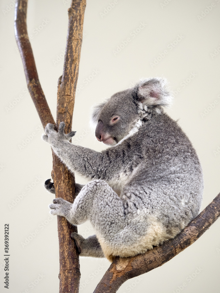Naklejka premium コアラ