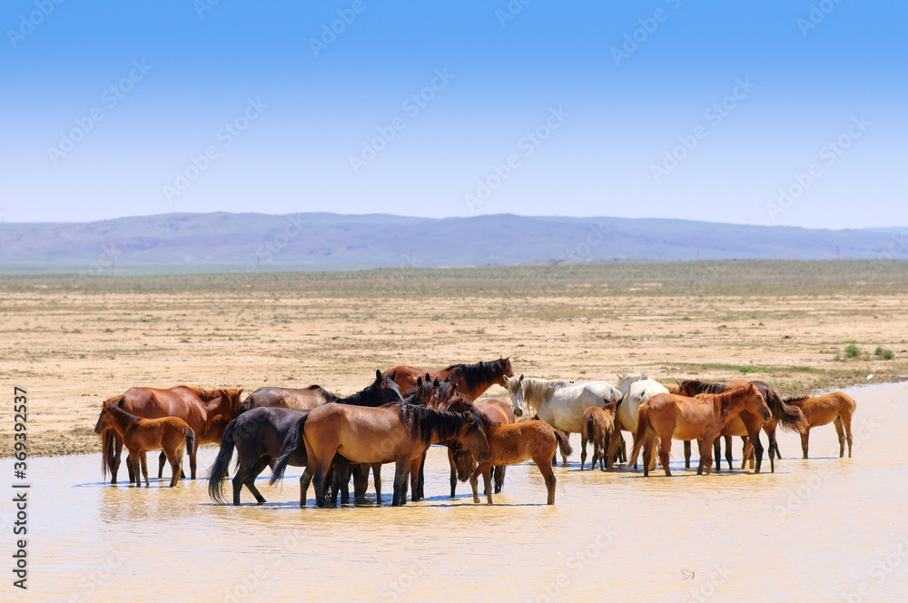 Herd of horses, escapes from the heat. Herd of horses, escapes from the heat.