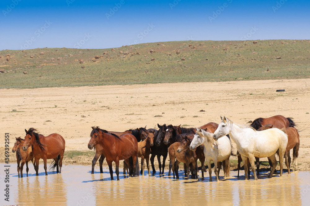 Herd of horses, escapes from the heat.